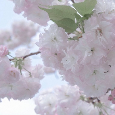 兽设写实风格绘画福瑞群